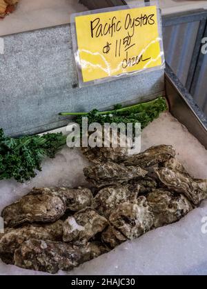 Ostriche del Pacifico in mostra per la vendita (ostrica giapponese, o ostrica Miyagi) Magallana gigas, è un'ostrica nativa della costa del Pacifico dell'Asia. È diventata una specie introdotta in California USA Nord America, Phil's Fish Market & Eatery a Moss Landing Monterey Bay California USA Foto Stock