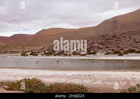 Riserva naturale di Flamingo a Atacama Salar. Lago di Machuca in Cile Foto Stock