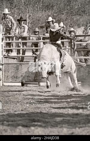 Evento di Bull rider al Crowsnest Pass Rodeo del 1981. Alberta Canada Foto Stock