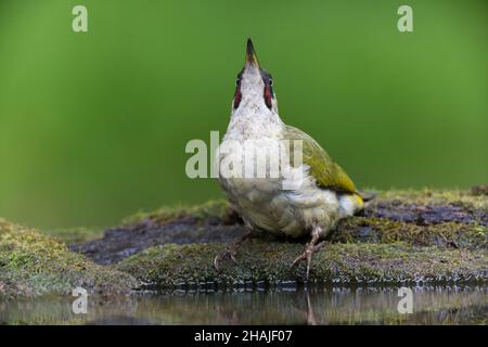Picchio verde europeo, Picus viridis, singolo adulto arroccato su tronchi di mosy vicino all'acqua, nella foresta in Ungheria Foto Stock