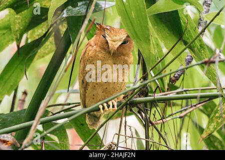 serendib scops gufo, Otus thilohoffmanni, adulto arroccato in vegetazione fitta, Sri Lanka Foto Stock