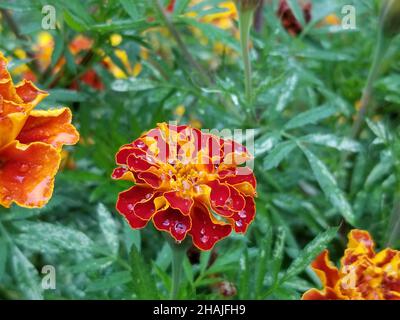 Fiori marigold di colore rosso e giallo su sfondo di foglie verdi leggermente sfocate -01 Foto Stock