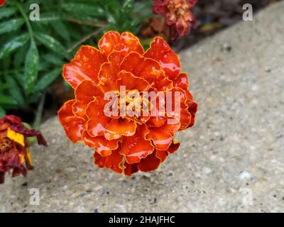 Fiori marigold di colore rosso e giallo su sfondo di foglie verdi leggermente sfocate -03 Foto Stock