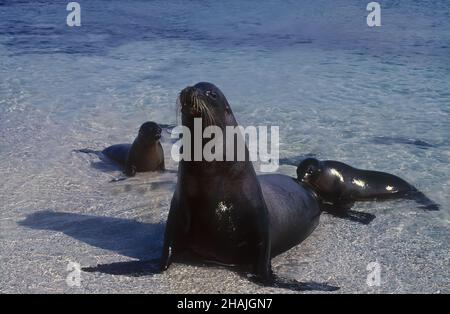 I leoni marini sono pinnipedi caratterizzati da alette esterne dell'orecchio, foreflipper lunghi, la capacità di camminare su tutti i quattro, capelli corti e spessi, e un grande petto A. Foto Stock