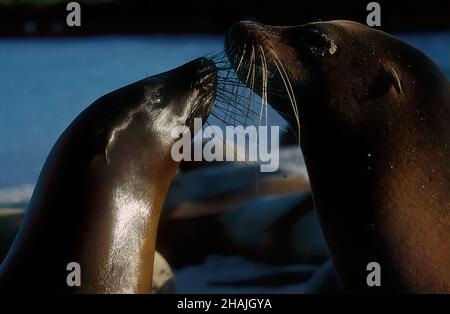 I leoni marini sono pinnipedi caratterizzati da alette esterne dell'orecchio, foreflipper lunghi, la capacità di camminare su tutti i quattro, capelli corti e spessi, e un grande petto A. Foto Stock