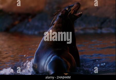 I leoni marini sono pinnipedi caratterizzati da alette esterne dell'orecchio, foreflipper lunghi, la capacità di camminare su tutti i quattro, capelli corti e spessi, e un grande petto A. Foto Stock