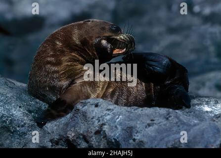 I leoni marini sono pinnipedi caratterizzati da alette esterne dell'orecchio, foreflipper lunghi, la capacità di camminare su tutti i quattro, capelli corti e spessi, e un grande petto A. Foto Stock