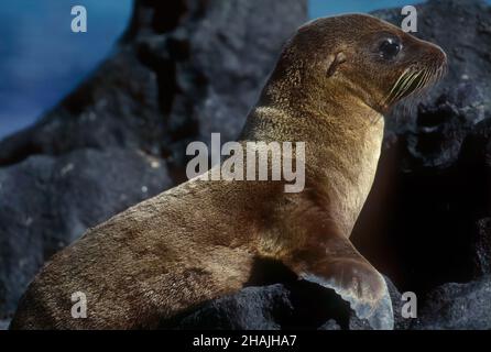 I leoni marini sono pinnipedi caratterizzati da alette esterne dell'orecchio, foreflipper lunghi, la capacità di camminare su tutti i quattro, capelli corti e spessi, e un grande petto A. Foto Stock