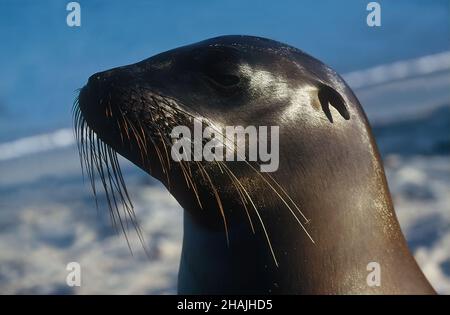 I leoni marini sono pinnipedi caratterizzati da alette esterne dell'orecchio, foreflipper lunghi, la capacità di camminare su tutti i quattro, capelli corti e spessi, e un grande petto A. Foto Stock