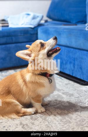 Carino e giocoso cucciolo di cavolo di zenzero. Cane pedigree. Foto Stock