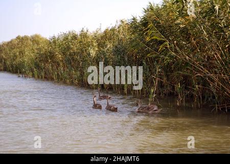 Mandria di cigni selvatici (Cygnus olor) cammina su un canale nel Delta del Danubio Foto Stock