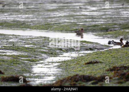 Anatre e uccelli di guado a marea bassa Foto Stock