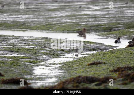 Anatre e uccelli di guado a marea bassa Foto Stock