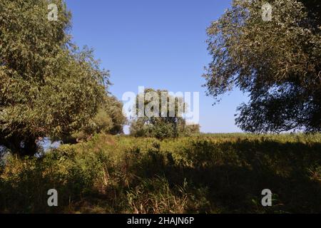 La foresta di Willow, un paesaggio comune sulle rive del canale del Danubio salici antichi e giovani sulla riva sinistra del canale di Dunavăț Foto Stock