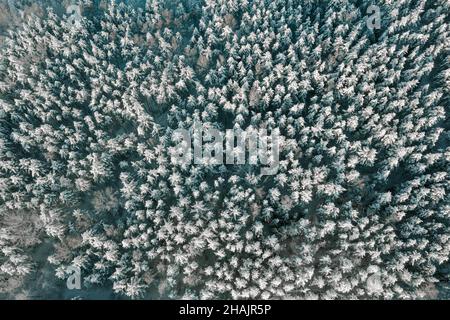 Vista dall'alto della foresta innevata e delle cime ghiacciate degli alberi nella soleggiata giornata invernale. Sorvola la foresta invernale ghiacciata con alberi innevati. Foresta di conifere in inverno Foto Stock