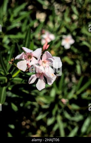 Fiori rosa di oleandro su un ramo visto da vicino Foto Stock