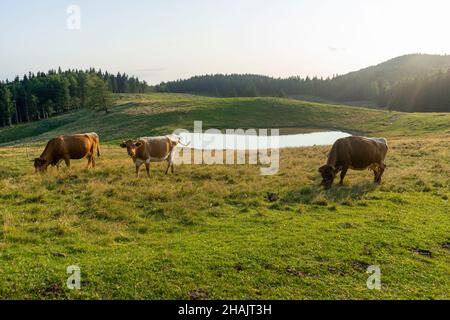 Mucche da una fattoria ecologica su un pascolo in montagna in estate Foto Stock