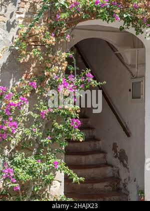 Particolare di un accesso stretto con scale di un'antica casa nel borgo medievale italiano di Bolgheri in Toscana e impianti di arrampicata tutto intorno. Foto Stock