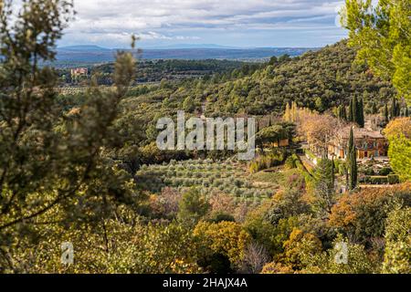 Gli oliveti dominano il paesaggio vicino Tourtour, Francia Foto Stock