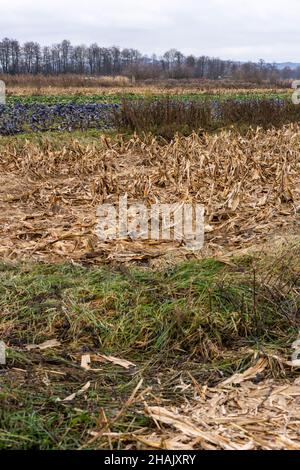 Campo di cavolo rosso e verde in inverno in Slovenia nella zona paludi di Lubiana Foto Stock