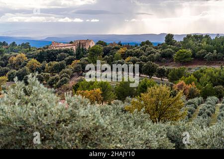 Raccolta di olive nella tenuta Chateau de Taurenne a Aups, Francia Foto Stock