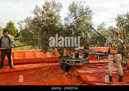 Raccolta di olive nella tenuta Chateau de Taurenne a Aups, Francia. Breve ma violento: L'olivo viene scosso meccanicamente mentre contemporaneamente due raccoglitori attraversano le foglie con i rastrelli elettrici Foto Stock