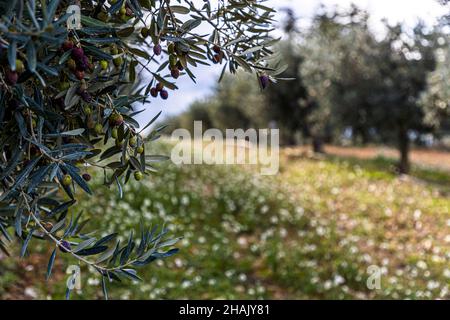 Raccolta di olive nella tenuta Chateau de Taurenne a Aups, Francia Foto Stock