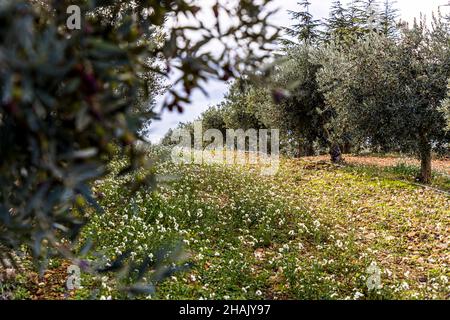 Raccolta di olive nella tenuta Chateau de Taurenne a Aups, Francia Foto Stock