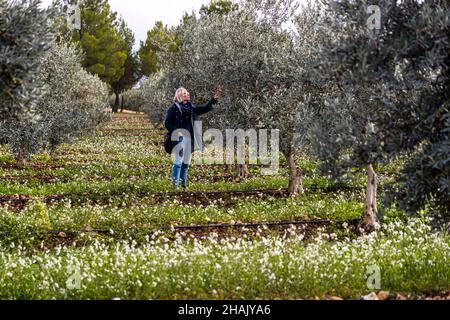 Raccolta di olive nella tenuta Chateau de Taurenne a Aups, Francia. Nel 1999, 11.000 olivi sono stati piantati di recente a Taurenne. Spaziati da 5 a 6 metri di distanza, sono protetti dai freddi venti del nord Foto Stock