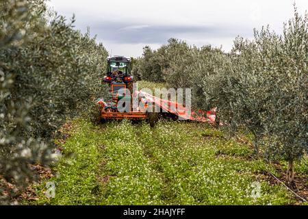 Raccolta di olive nella tenuta Chateau de Taurenne a Aups, Francia. Con l'aiuto di un telone, le olive appena raccolte vengono immediatamente tirate sul rimorchio. Dalla vendemmia all'inizio di un'ulteriore lavorazione a Taurenne non passano mai più di 8 ore Foto Stock