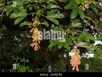 frutti a forma di elicottero di un albero di acero sicomoro in estate Foto Stock