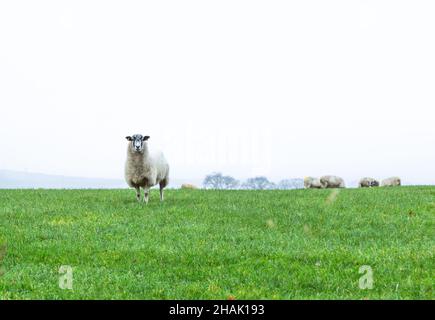 Una pecora separata dal gregge. Lo sfondo presenta uno spazio negativo. Foto Stock