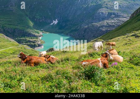 Bestiame che riposa sul pascolo sopra il lago artificiale di Margaritze vicino a Grossglockner Hochalpen Strasse a Hohe Tauern nelle Alpi in Austria Foto Stock