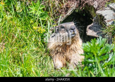 Marmotta alpina di fronte alla sua grotta nel Parco Nazionale degli alti tauri in tarda estate Foto Stock