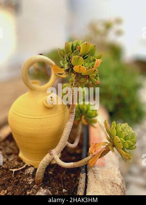 Aeonium arboreum Foto Stock