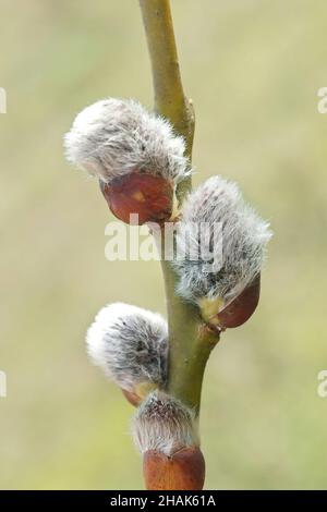 Closeup verticale su gallo willow catkins, Salix caprea , su un ramo Foto Stock