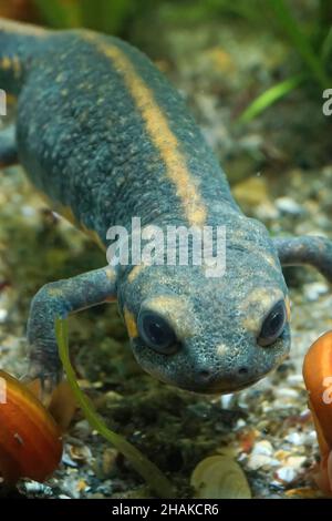 Una femmina del cinese Newt, dalla coda blu e abbellita dal fuoco, Cynops cyanurus Foto Stock