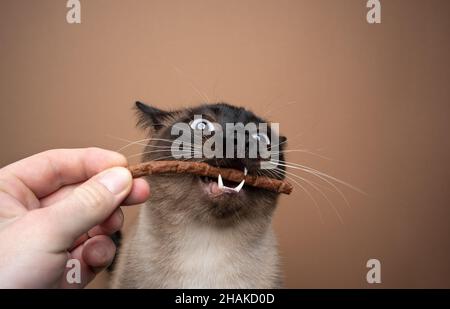 mano che alimenta il gatto siamese facendo faccia divertente mangiare un bastone trattamento con la bocca aperta su sfondo marrone con spazio copia Foto Stock