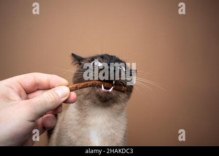 mano che alimenta il gatto siamese facendo faccia divertente mangiare un bastone trattamento con la bocca aperta su sfondo marrone con spazio copia Foto Stock