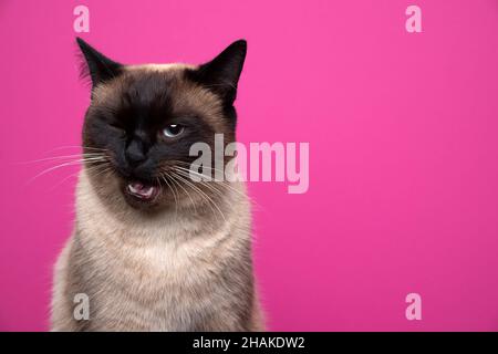 cute punto di sigillo siamese gatto facendo divertente volto winking alla fotocamera su sfondo rosa con spazio copia Foto Stock