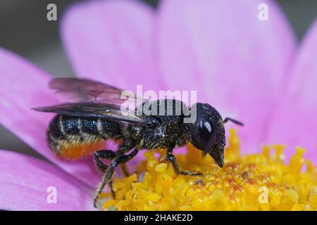 Primo piano su una femmina a testa grande, armata-resina Bee , Heriades Foto Stock