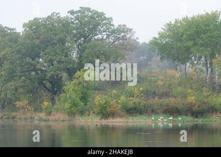 Famiglia di cigni Trumpter (Cygnus buccinator) in nebbia, sul lago, Autunno, e USA, di Dominique Braud/Dembinsky Photo Assoc Foto Stock