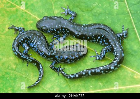 Coppia di salamandre a macchie blu (Ambystoma laterale), poggiante su foglia vicino al bosco stagno, e USA, di Skip Moody/Dembinsky Photo Assoc Foto Stock