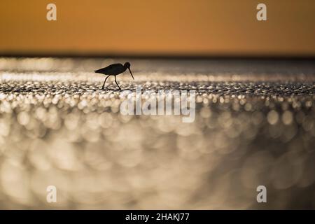 Silhouette di un Godwit marmorizzato a piedi sulle mudflats e alla ricerca di cibo Hilton Head Island, South Carolina, East Coast, USA Foto Stock