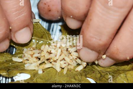 Preparare la vite farcita lascia stile Levantine. Foto Stock