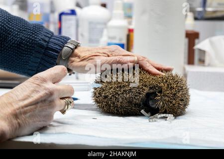 09 dicembre 2021, Berlino: Un aiutante inietta un hedgehog con la medicina. Al santuario hedgehog di Berlino-Hermsdorf, i volontari si occupano con amore di animali malati e feriti. Ogni giorno vengono curati circa 80-100 animali. Gli hedgehog possono ibernare alla stazione e - se sono sani - sono rilasciati di nuovo nel selvaggio dopo l'ibernazione. La crescente scarsità del loro habitat, il declino dei giardini naturali e degli spazi verdi e l'uso di veleni chimici e falciatrici robotizzate stanno causando problemi per i ricci. La migliore protezione hedgehog è un giardino naturale disegno con siepi, ritiri un Foto Stock