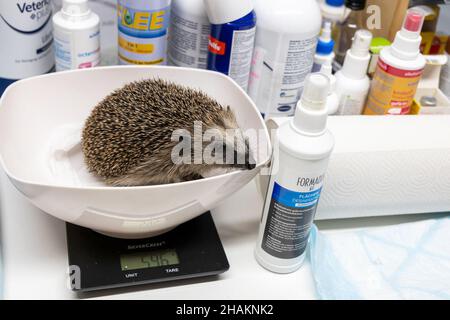 09 dicembre 2021, Berlino: Un hedgehog guarda fuori dalla ciotola di una scala. Al santuario hedgehog di Berlino-Hermsdorf volontari cura con amore per gli animali malati e feriti. Ogni giorno vengono curati circa 80-100 animali. Gli hedgehog possono ibernare nella stazione e - se sono sani - sono rilasciati di nuovo nel selvaggio dopo l'ibernazione. La crescente scarsità di habitat, il declino dei giardini naturali e degli spazi verdi e l'uso di veleni chimici e falciatrici robotizzate stanno causando problemi ai ricci. La migliore protezione dei ricoveri è un giardino naturale con siepi, ritiri e pi Foto Stock