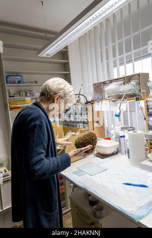 09 dicembre 2021, Berlino: Un hedgehog in esame da Gabriele Gaede. Al santuario hedgehog di Berlino-Hermsdorf, i volontari si occupano con amore di animali malati e feriti. Ogni giorno vengono curati circa 80-100 animali. Gli hedgehog possono ibernare alla stazione e - se sono sani - sono rilasciati di nuovo nel selvaggio dopo l'ibernazione. La popolazione di hedgehog è considerata in pericolo, e in Baviera l'animale è anche nella lista delle specie minacciate. La crescente scarsità del suo habitat, il declino dei giardini naturali e degli spazi verdi e l'uso di veleno chimico Foto Stock