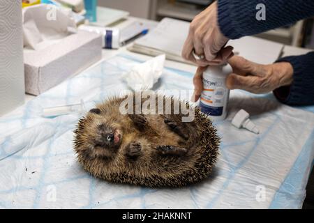 09 dicembre 2021, Berlino: Dopo l'anestetico a breve termine, una malattia dell'occhio del hedgehog è trattata con un farmaco. Al santuario hedgehog di Berlino-Hermsdorf volontari cura con amore per gli animali malati e feriti. Ogni giorno vengono curati circa 80-100 animali. Gli hedgehog possono ibernare alla stazione e - se sono sani - sono rilasciati di nuovo nel selvaggio dopo l'ibernazione. La popolazione di hedgehog è considerata in pericolo, e in Baviera l'animale è anche nella lista delle specie minacciate. La crescente scarsità del suo habitat, il declino dei giardini naturali e del verde Foto Stock