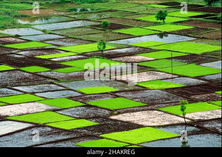 Risaia di risaia in quadretti modello in monsone Foto Stock